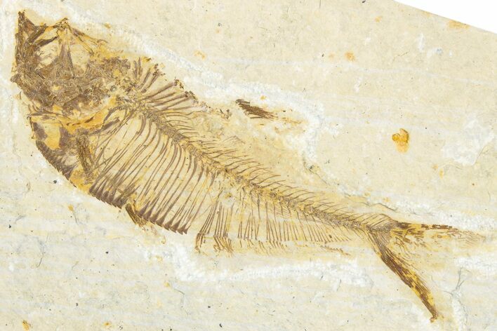 Detailed Fossil Fish (Diplomystus) - Wyoming #340127